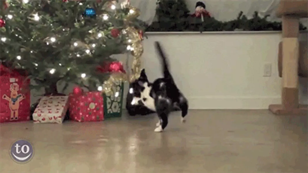 Fail Christmas Tree GIF - Find & Share on GIPHY
