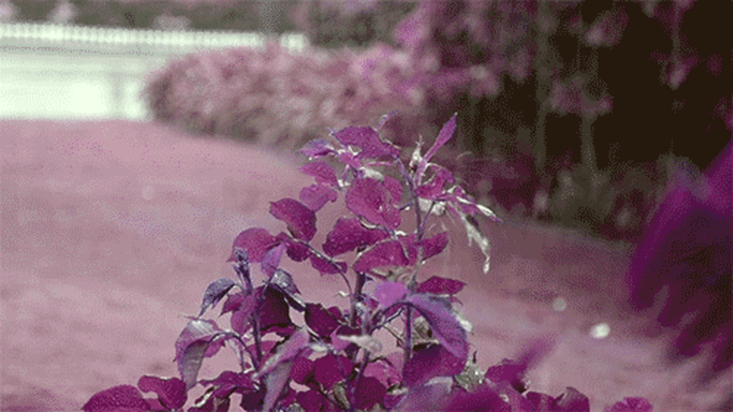 How often should I be watering my outdoor garden plants?