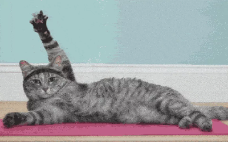 Cat Yoga GIF by MakeSpace - Find & Share on GIPHY