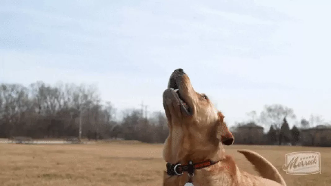 Fetch Good Boy GIF by Merrick Pet Care - Find & Share on GIPHY
