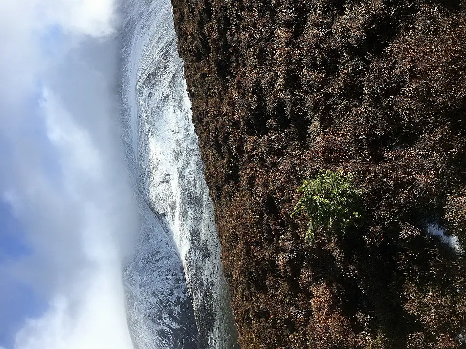 Sitka spruce regenerating