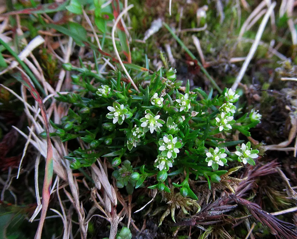 Snow pearlwort on Ben Lawers