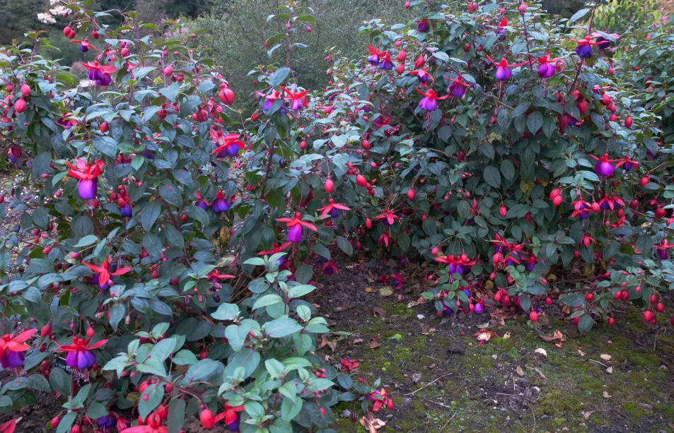 Fuschia Royal Purple shrubs