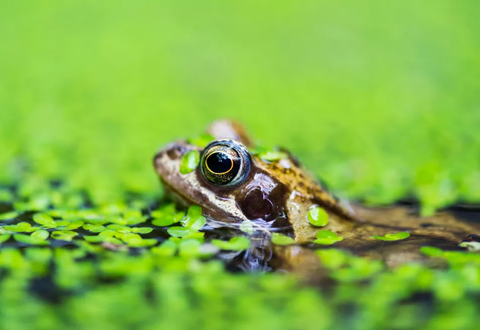 A frog in a pond (Alamy/PA)