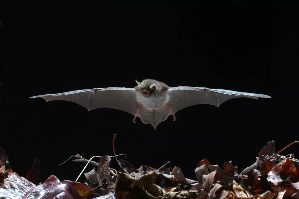 A bat in flight (Alamy/PA)