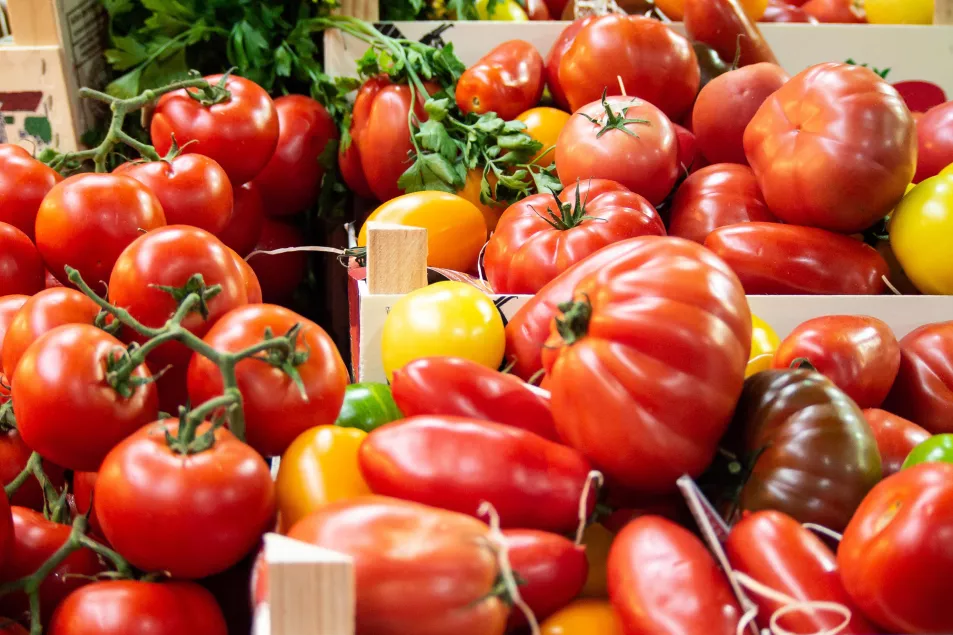 Crate of fresh mixed tomatoes