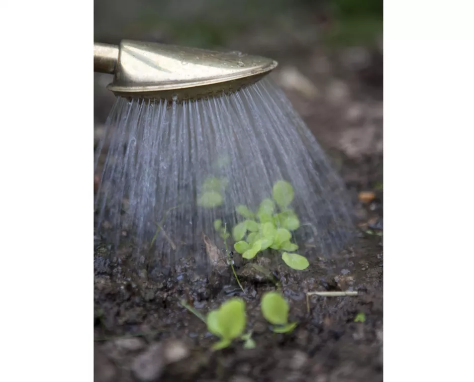 Watering seedlings using a rose on watering can