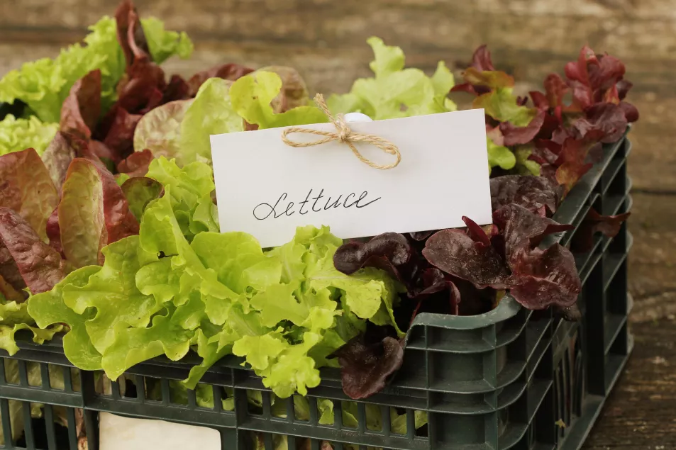 Fresh lettuce packed in box