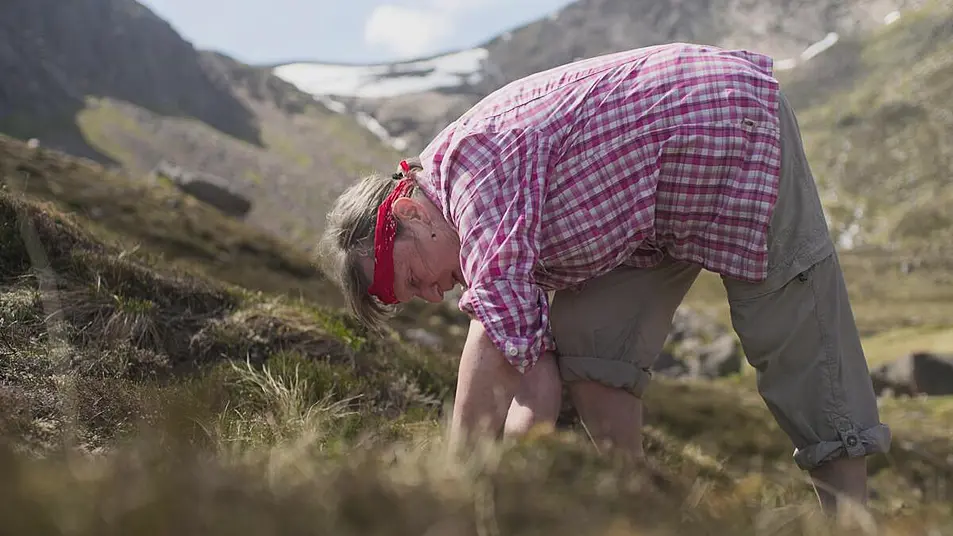 A volunteer plants a downy willow tree in the Loch A'an basin, high in the Cairngorms mountains. ( Ben Cherry / Silverback Films)