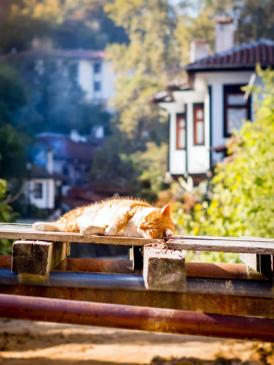cat sunbathing