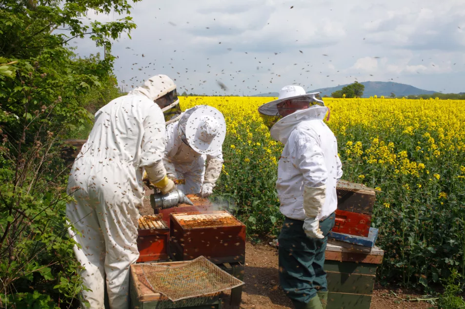 people beekeeping