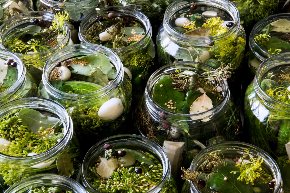 Herbs in the top of jars of pickled cucumbers (Alamy/PA)