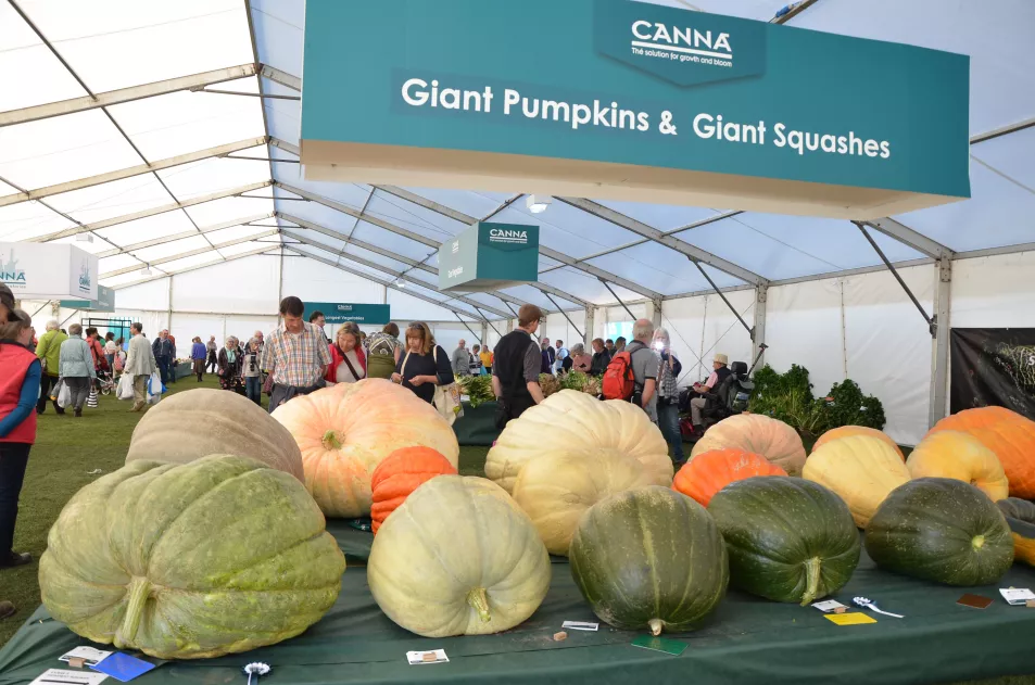 Giant pumpkins at the Malvern Autumn Show (Three Counties/PA)