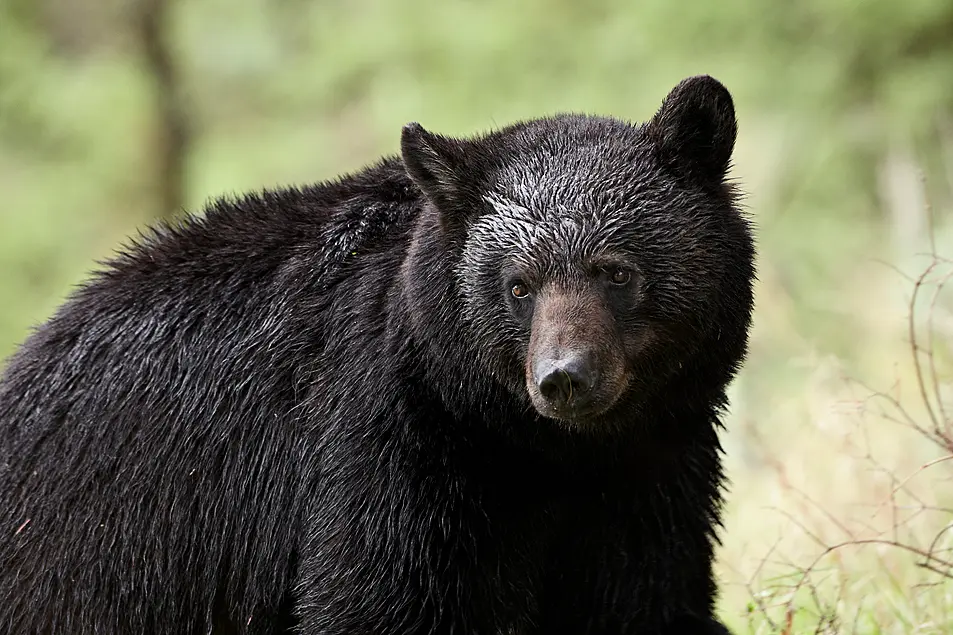 Bear at Disney's Magic Kingdom captured, Florida officials say