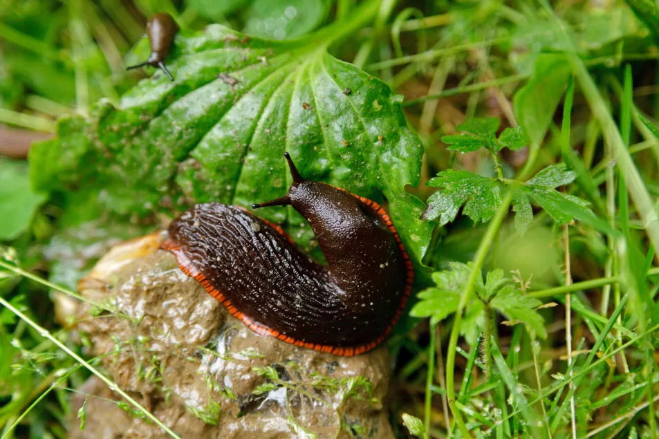 Slug on a garden rock