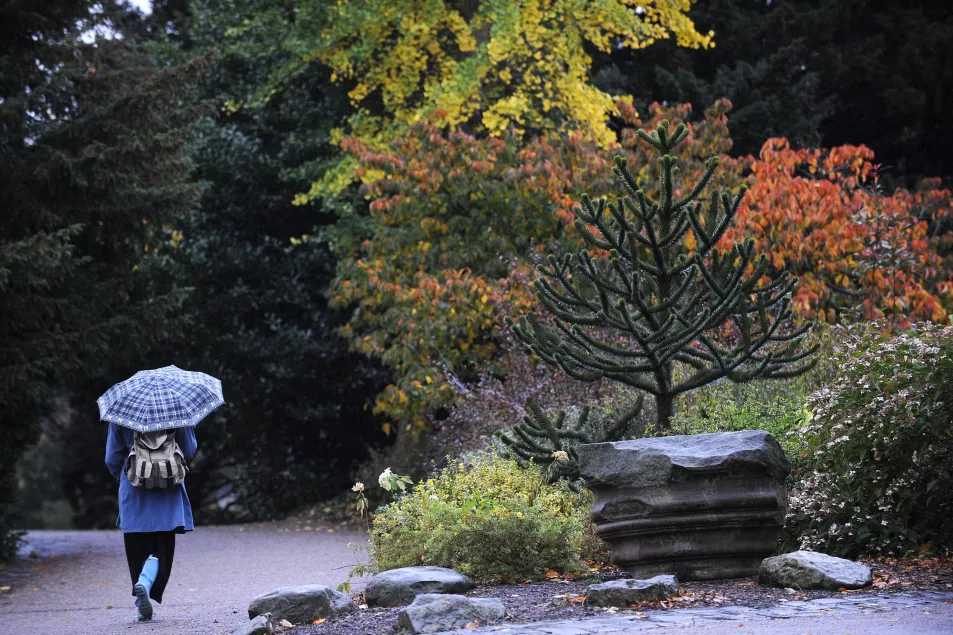 A woman walking in a park in autumn, carrying an umbrella