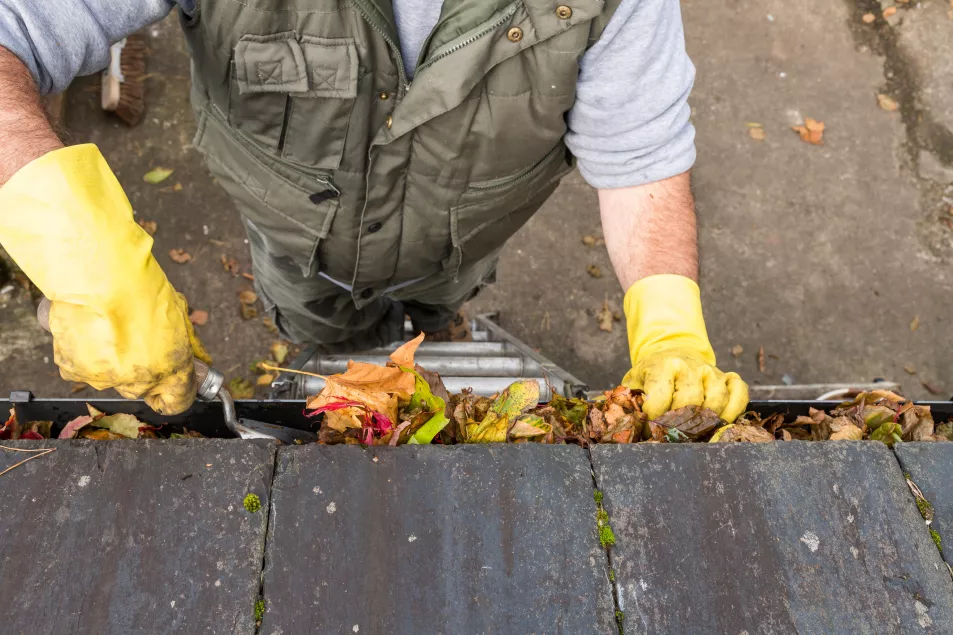 A person clearing leaves from a gutter