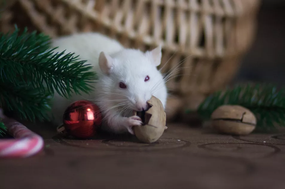 mouse and decorations