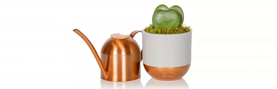 Heart Succulent and Watering Can Gift Set