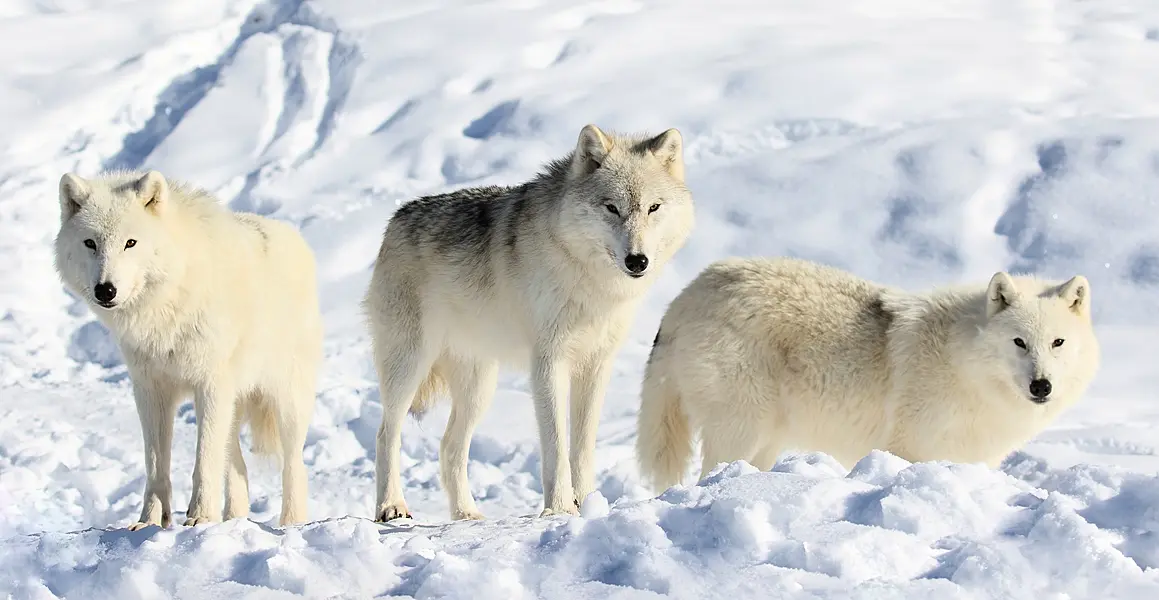 Arctic wolves