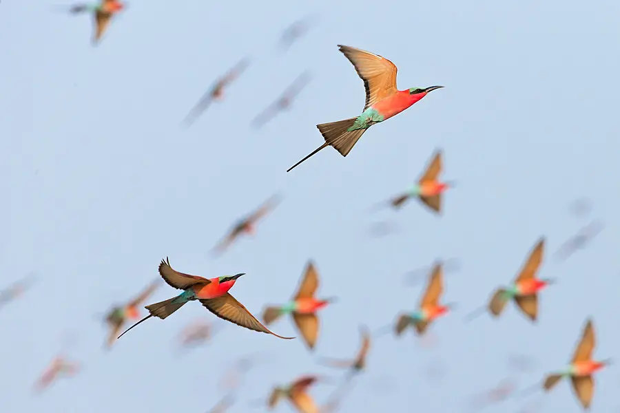 Carmine Bee Eaters in flight