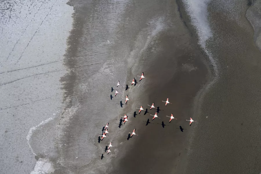 Flamingoes above Lake Natron