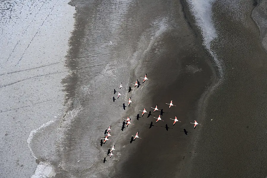 Flamingoes above Lake Natron