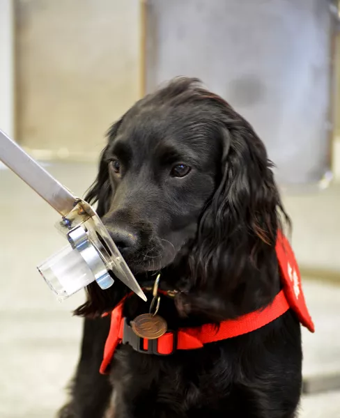 The head of spaniel Jobi (MDD/Bex Arts/PA)