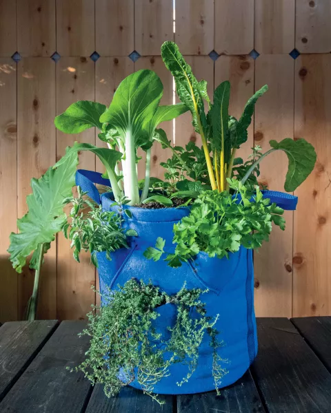 A blue grow bag featuring veg which will make a stir fry (Kevin Espiritu/PA)