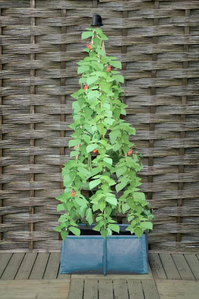 This six-cane patio planter is ideal for vertical growing (Haxnicks/PA)