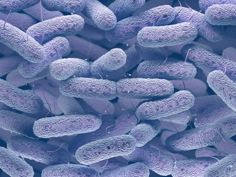 Enterobacteriaceae Bacteria Family