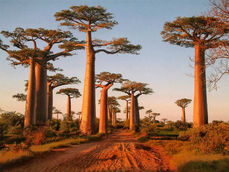 The avenue of the baobabs in Madagascar (iStock/PA)