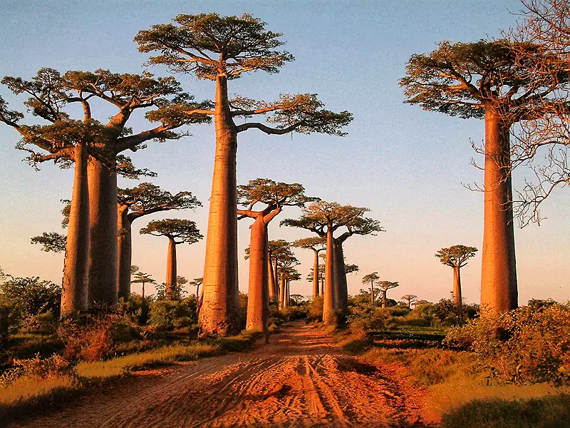 The avenue of the baobabs in Madagascar (iStock/PA)