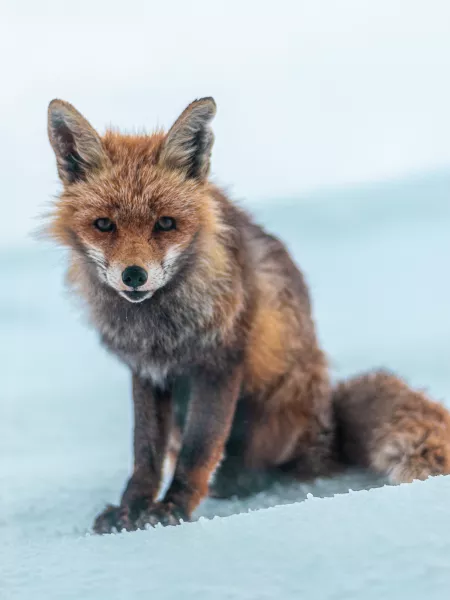 A fox looking into the camera