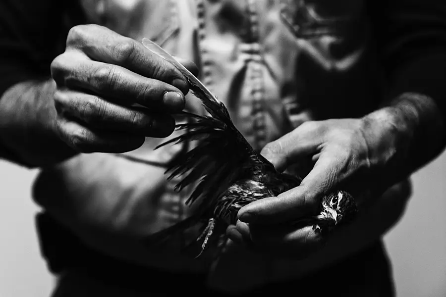 A man helping an injured bird