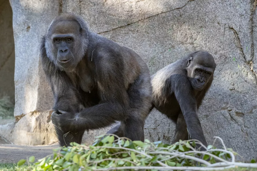 Leslie, a silverback gorilla, left, and a gorilla named Imani are seen in their enclosure at the San Diego Zoo Safari Park in Escondido, California