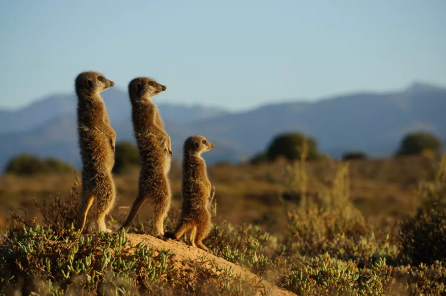 three meerkats