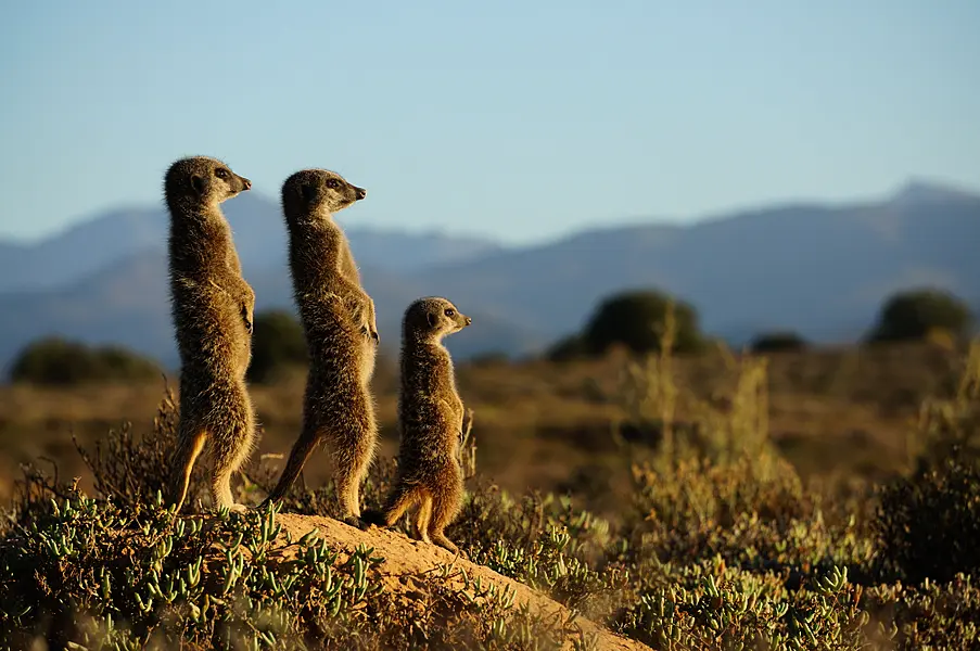 three meerkats