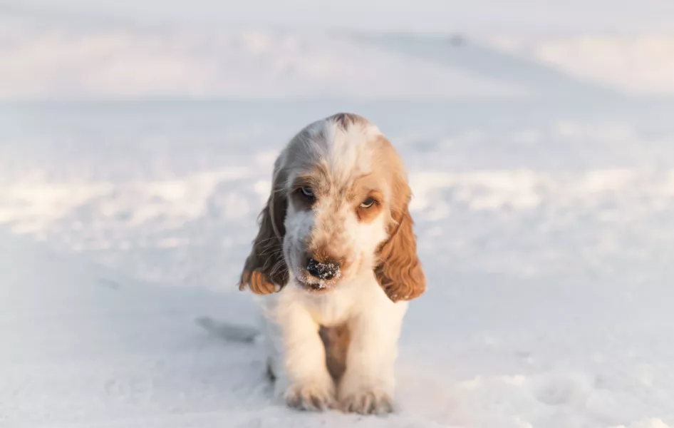 puppy in snow