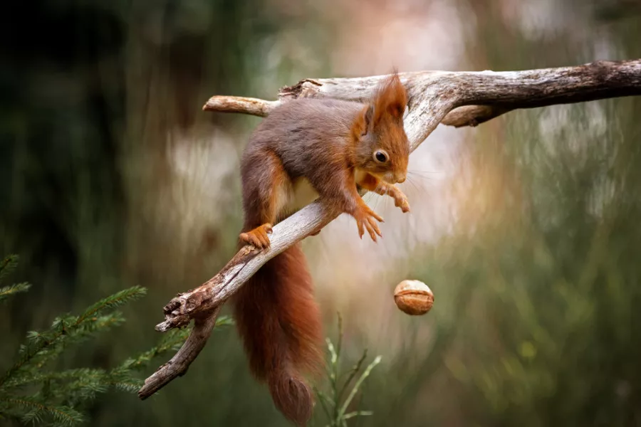 red squirrel dropping a nut