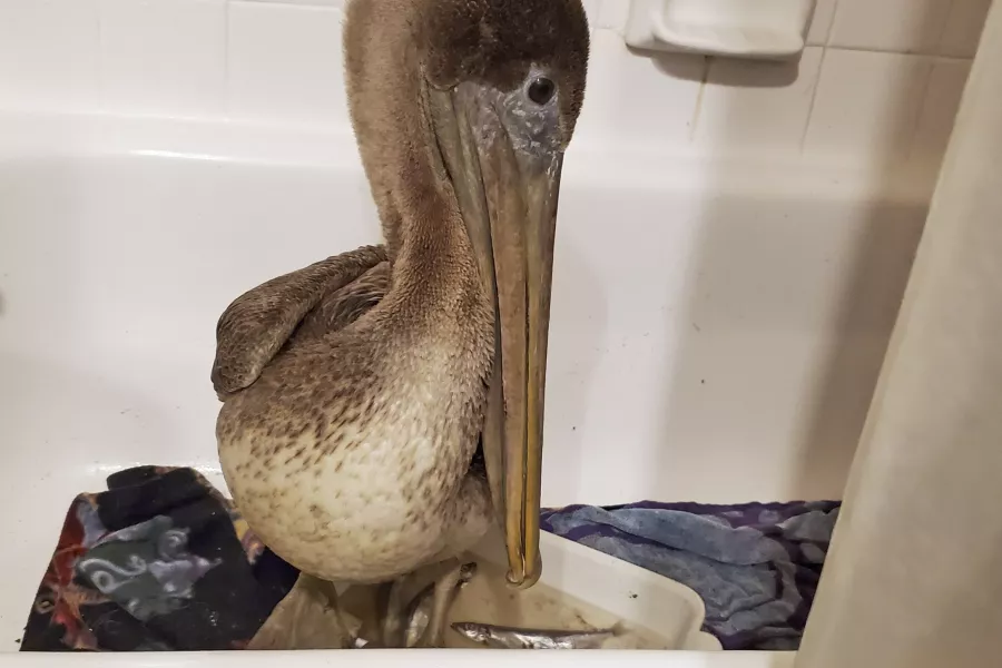 Arvy the pelican in a bath at the home of Busch Wildlife Sanctuary hospital director Stephanie Franczak in Florida