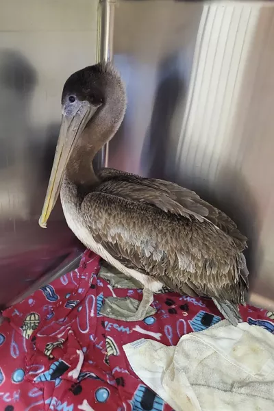 Arvy, a brown pelican rescued from the icy Connecticut River 