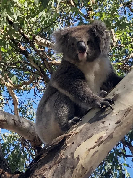 The koala was released and headed straight for a eucalyptus tree