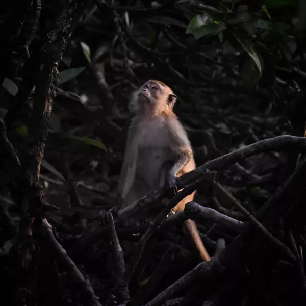 Long-tailed Macaque by Yoganathan Yoke, Malaysia