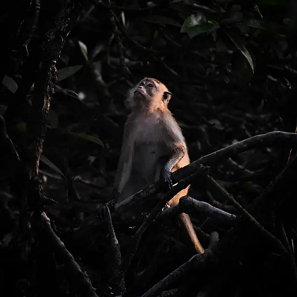 Long-tailed Macaque by Yoganathan Yoke, Malaysia