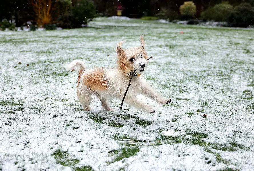 Dilyn in the snow