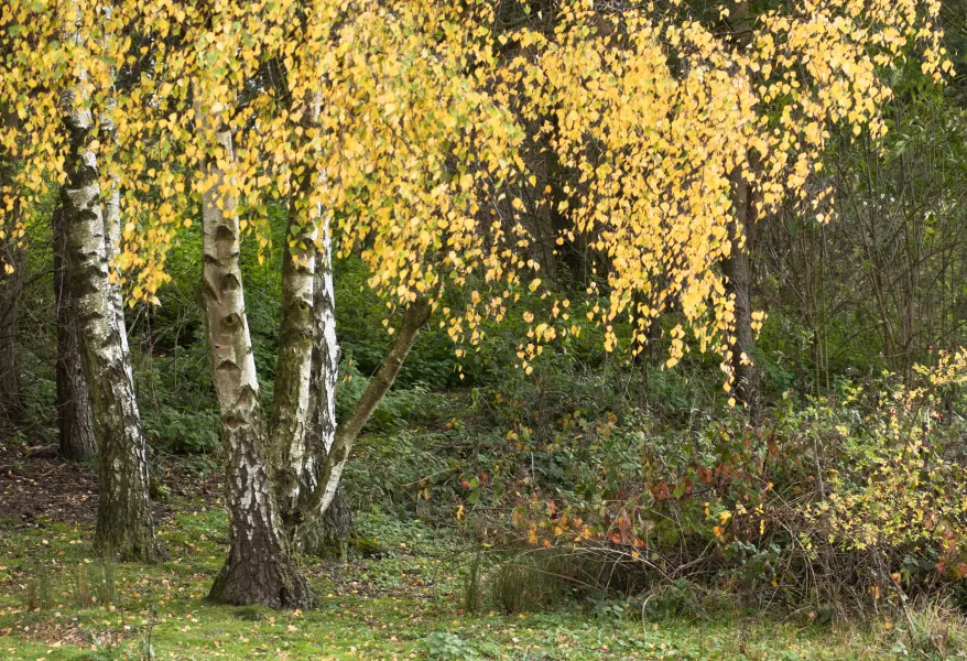 Silver birch