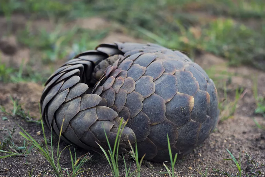 A curled up pangolin
