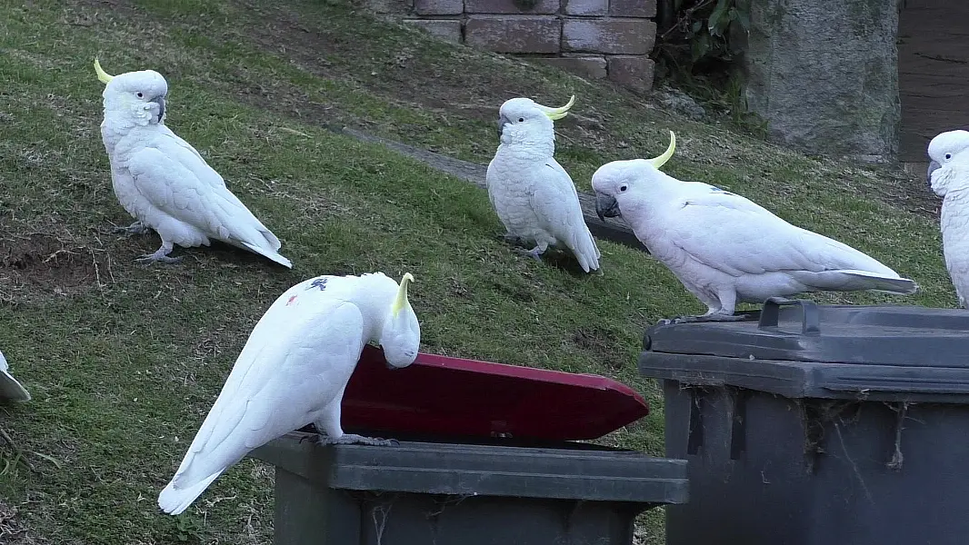 Cockatoos open bins