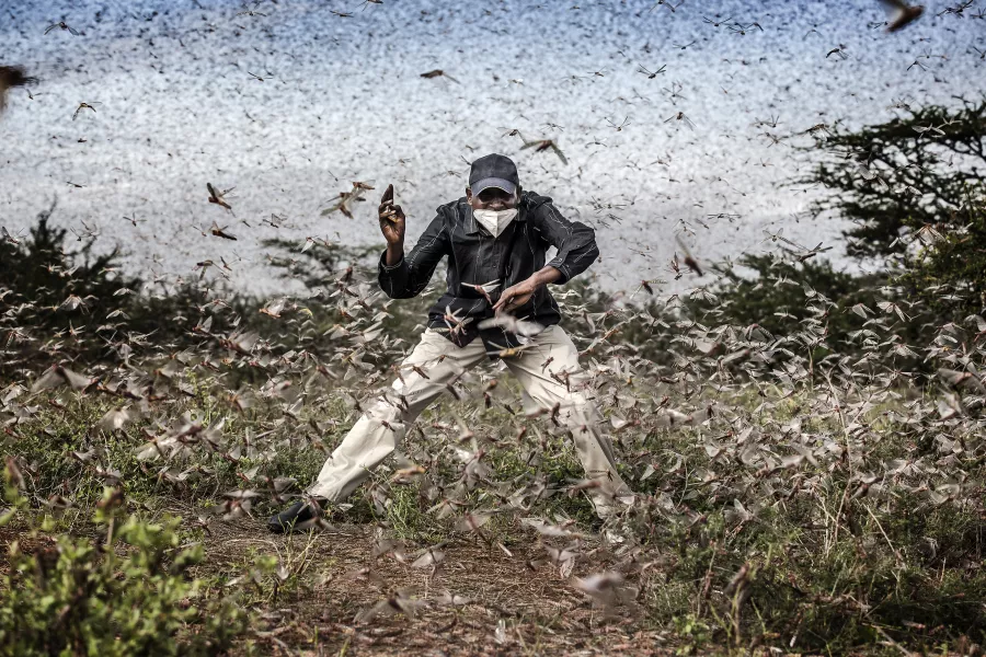 Herny Lenayasa, a Samburu man and chief of the settlement of Archers Post tries to scare away a massive swarm of locust